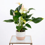Potted Anthurium