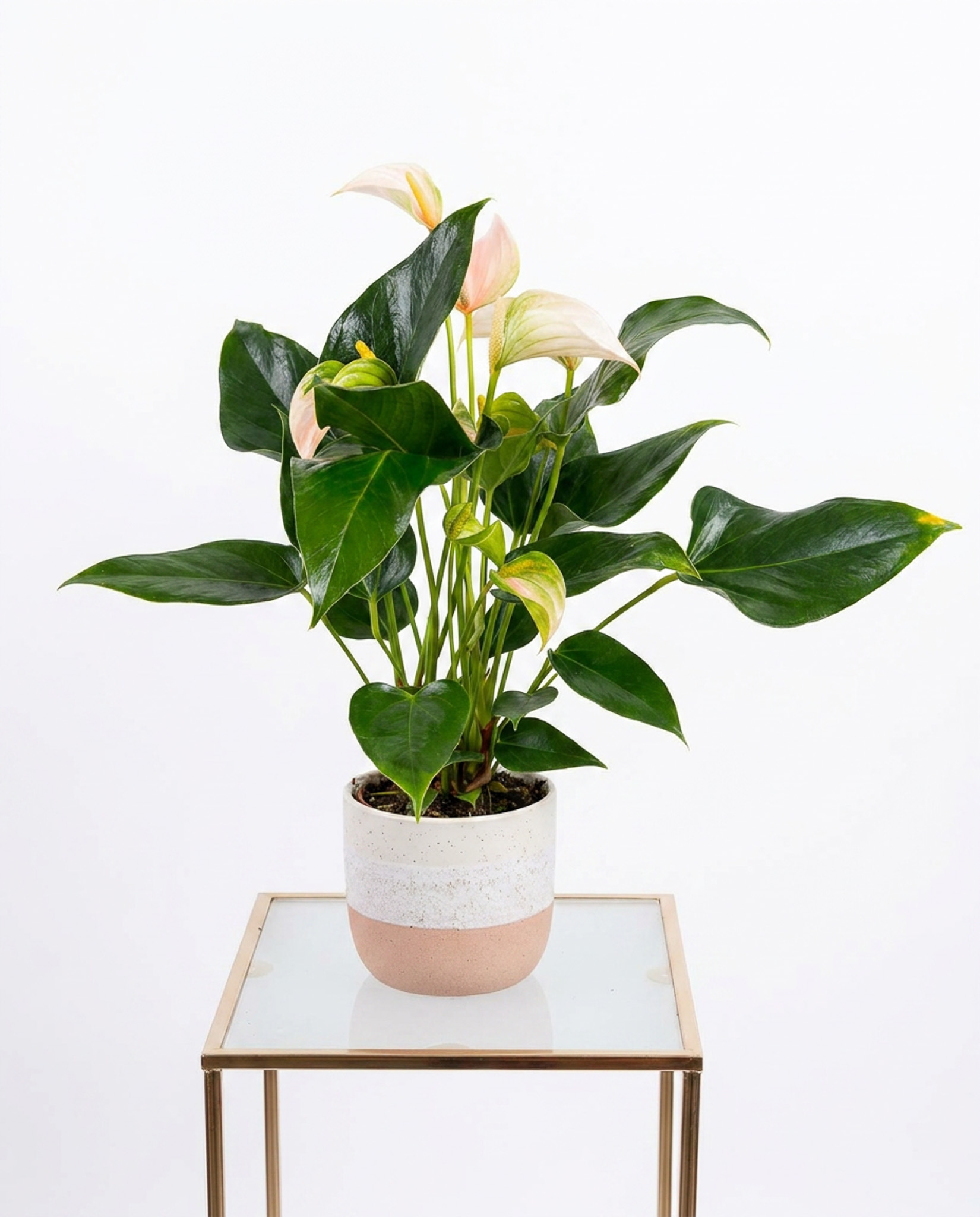 1 moss&ivy florist Bedford, weeding flowers, birthday flowers floristmossandivy.uk (16) Potted Anthurium - Image 1