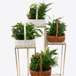 Potted Plant Basket