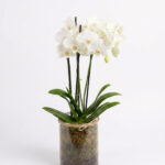 Orchid in Glass