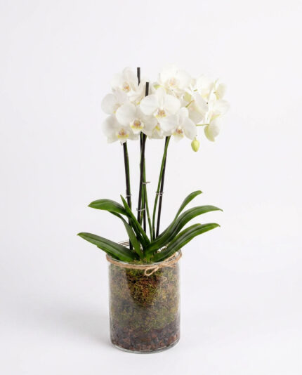 Orchid in Glass