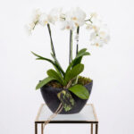 Orchid in a Modern Planter