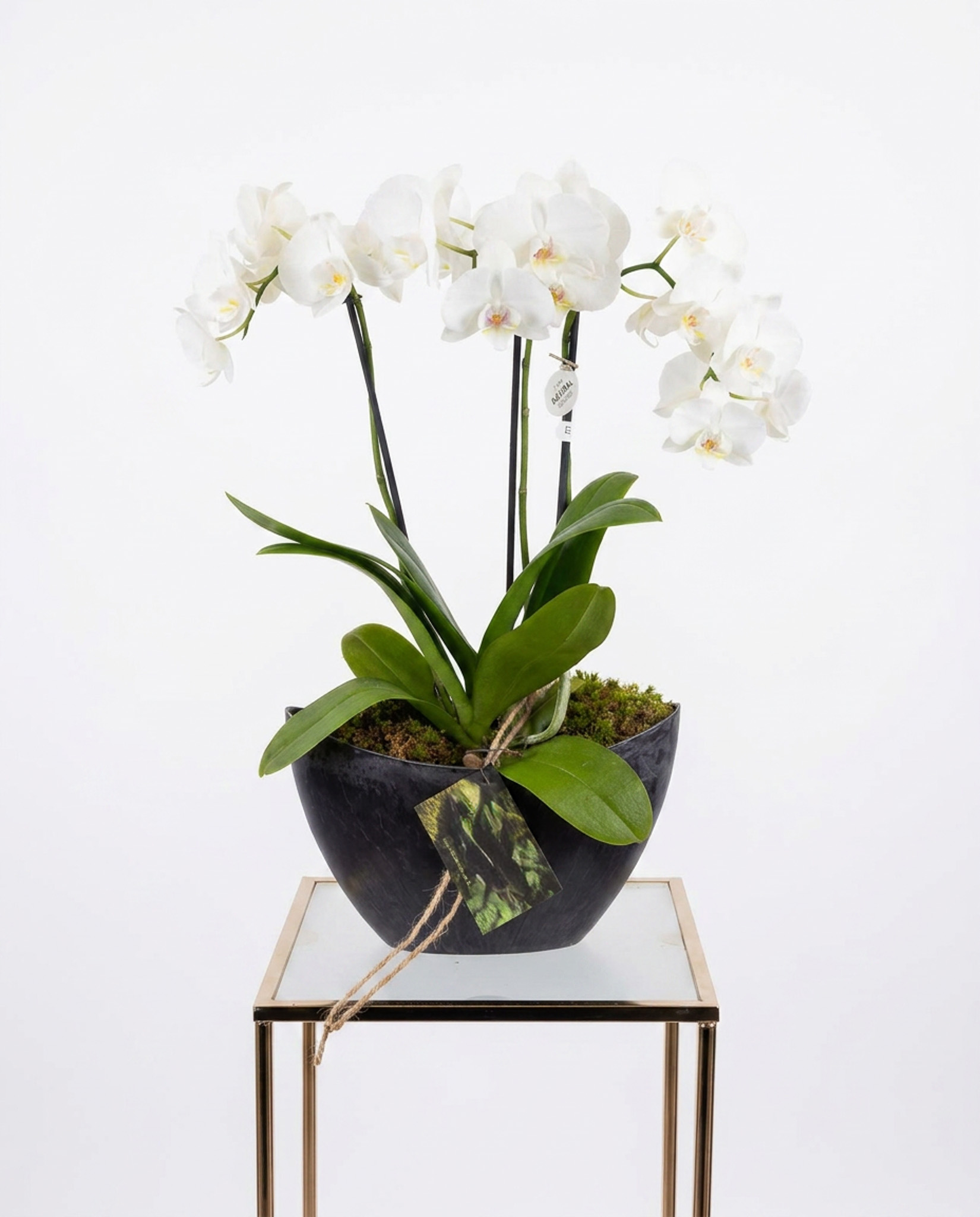 1 moss&ivy florist Bedford, weeding flowers, birthday flowers floristmossandivy.uk (30) Orchid in a Modern Planter - Image 1
